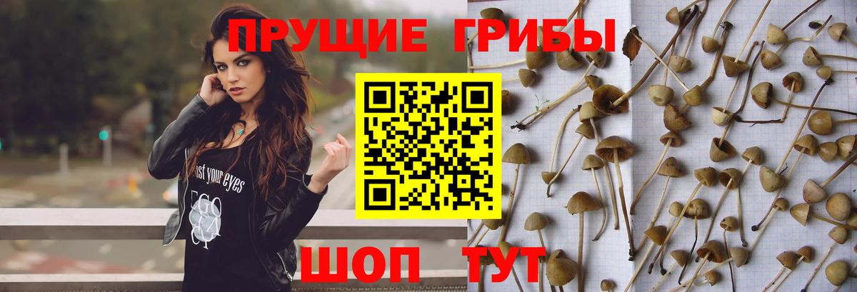 Новотроицк  Галлюциногенные грибы прущие грибы  Вход с VPN 